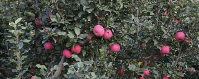 一颗苹果树能授粉吗 一棵苹果树怎么授粉