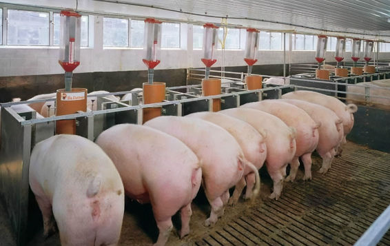 发酵饲料的原料有哪些？发酵后的饲料喂猪有什么好处？
