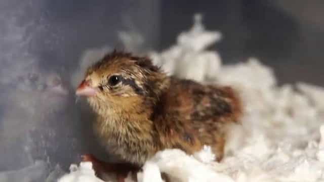 人工孵化小鸡方法 人工孵化小鸡需要多少天