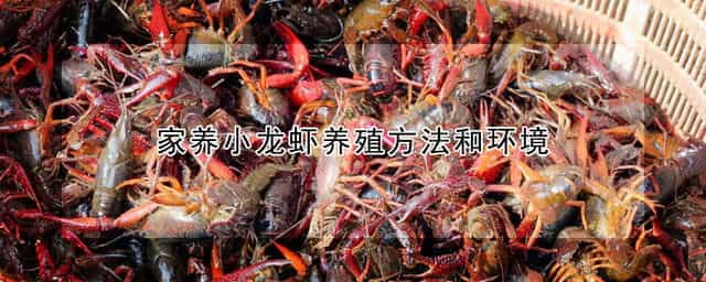 家养小龙虾养殖方法和环境 家养小龙虾怎么养殖