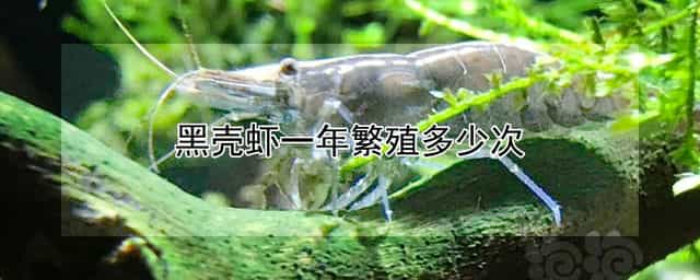 黑壳虾一年繁殖多少次 黑壳虾是一年四季都能繁殖吗?