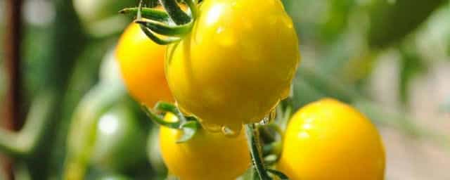怎样栽培西红柿 如何栽西红柿