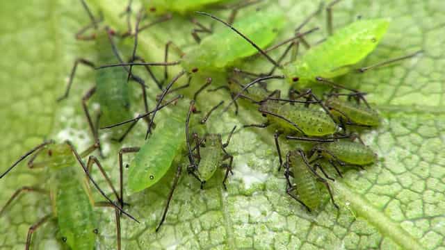 蚜虫有什么危害 蚜虫的危害症状及综合防治方法