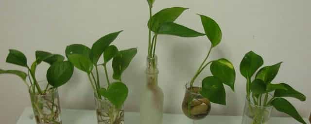 水培变土培的方法 土培变水培植物怎么把根弄干净