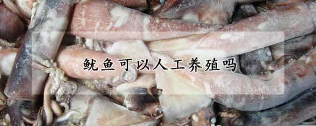 鱿鱼可以人工养殖吗 鱿鱼可以人工养殖吗有毒吗