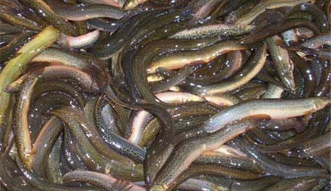 泥鳅高产养殖技术要点指导 泥鳅养殖具备什么条件