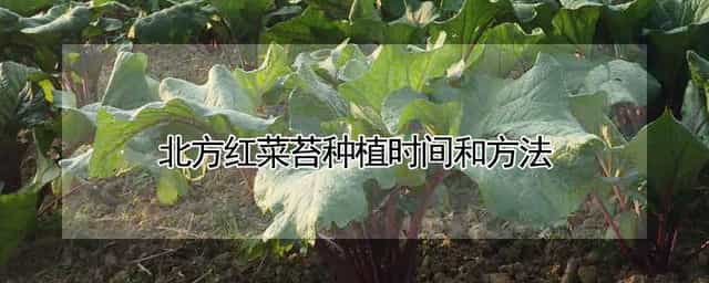 北方红菜苔种植时间和方法 北方苔菜什么时候种最好