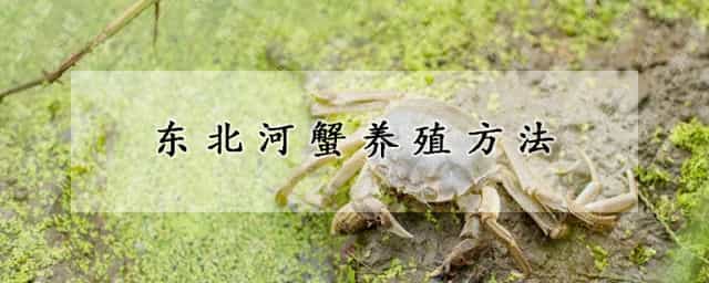 东北河蟹养殖方法 小河蟹在家怎么养