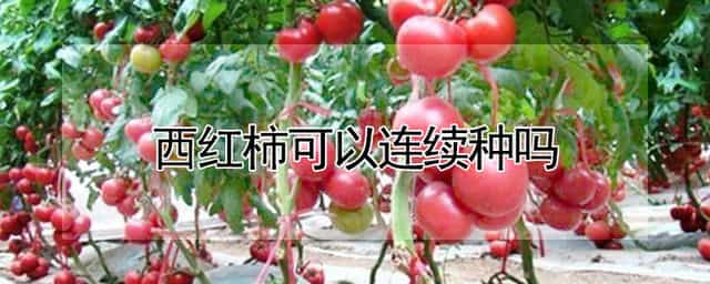 西红柿可以连续种吗 西红柿可以年年种一块地吗?