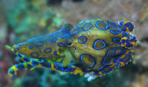 蓝环章鱼人们知道多少，毒性不一般