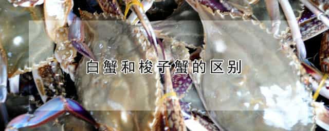 白蟹和梭子蟹的区别 白蟹和梭子蟹有什么区别