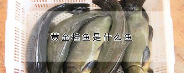 黄金桂鱼是什么鱼 金桂鱼图片