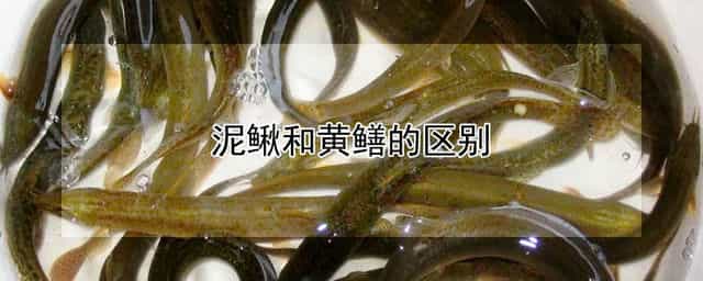 泥鳅和黄鳝的区别 黄鳝价格多少钱一斤