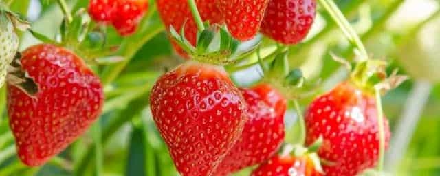 草莓一年四季都结果吗 草莓是一年4季都结果吗