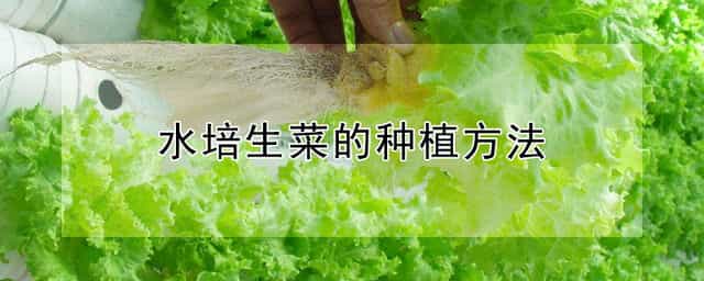 水培生菜的种植方法 水培菜在家里怎么种