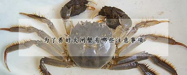 为了养好大闸蟹有哪些注意事项 养大闸蟹风险大吗