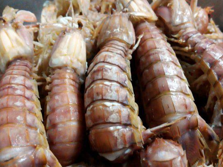 皮皮虾是什么虾 皮皮虾是什么虾图片
