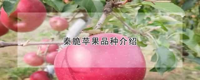 秦脆苹果品种介绍 秦脆苹果几月份成熟
