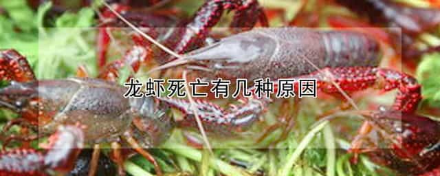 龙虾死亡有几种原因 龙虾死亡有几种原因图片