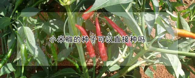 小米椒的种子可以直接种吗 小米椒的种子怎么留可以直接种吗