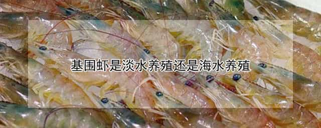 基围虾是淡水养殖还是海水养殖 基围虾养殖条件和方法