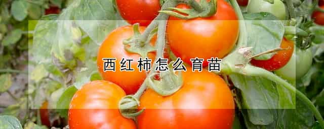 西红柿怎么育苗 西红柿怎么种植