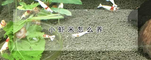 小虾米怎么养 观赏小虾米怎么养
