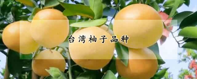 台湾柚子品种 中国最好吃的柚子排名
