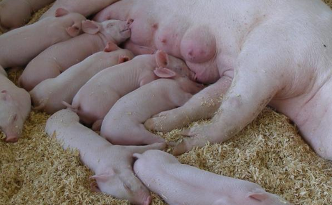 母猪养殖技术，生产前后都要做好消毒工作