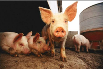 秋冬季养猪如何预防猪呼吸道疾病