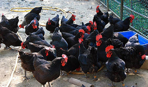 黑脚土鸡是什么品种 黑脚鸡是什么鸡