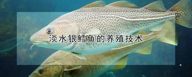 淡水银鳕鱼的养殖技术 淡水银鳕鱼吃什么食物