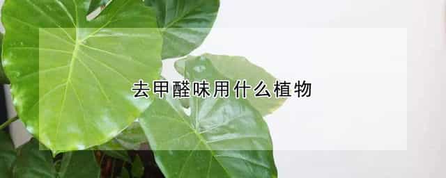 去甲醛味用什么植物 什么植物可以去除甲醛