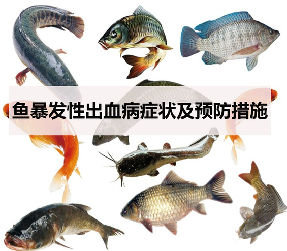 鱼暴发性出血病症状及预防措施 鱼的出血病是什么症状