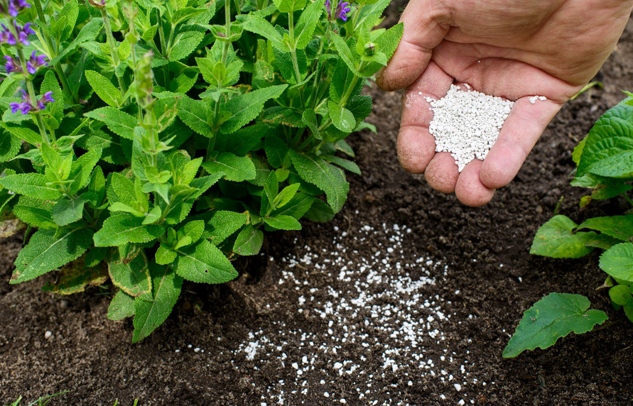 氨基酸肥料对植物有什么作用？ 氨基酸肥料对植物有什么作用和功效