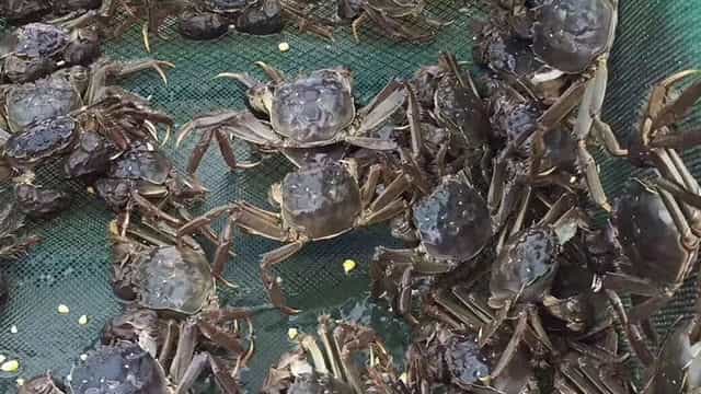 大闸蟹怎样养殖喂什么 大闸蟹如何养殖技术