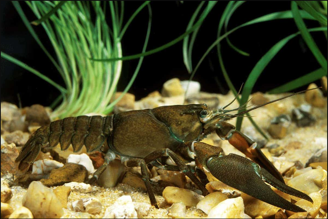 虾塘青苔泛滥会对小龙虾养殖有何危害?
