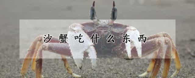 沙蟹吃什么东西 沙蟹怎么养