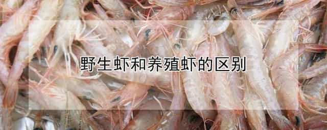 野生虾和养殖虾的区别 海虾和养殖虾怎么区别