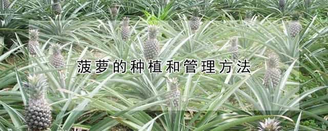 菠萝的种植和管理方法 菠萝的种植和管理方法图片