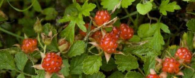 茅莓和覆盆子的区别 覆盆子跟树莓一样么