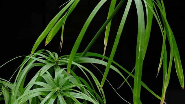 伞竹的养殖方法和注意事项 伞竹用什么花盆栽