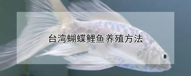 台湾蝴蝶鲤鱼养殖方法 台湾蝴蝶鲤鱼养殖方法图解