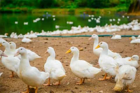 鸭的行为习性有哪些，鸭的行为习性特点有哪些