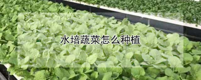 水培蔬菜怎么种植 家庭水培蔬菜