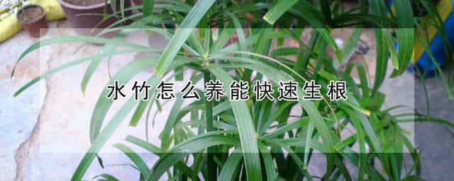水竹怎么养能快速生根 水竹怎么养才发根的快