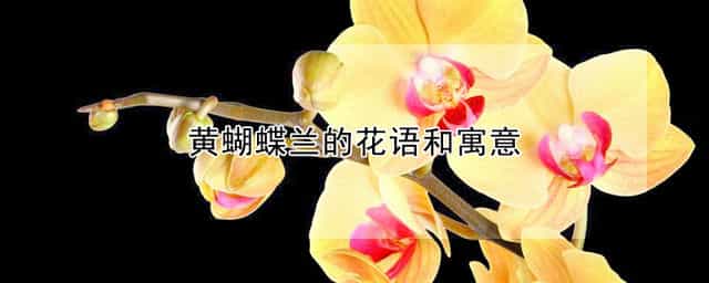 黄蝴蝶兰的花语和寓意 黄蝴蝶兰的花语和寓意是什么