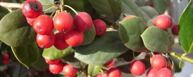 贵人果和冬红果的区别 贵人果和冬红果哪个品种好吃