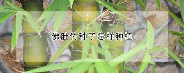 佛肚竹种子怎样种植 佛肚竹种植技术