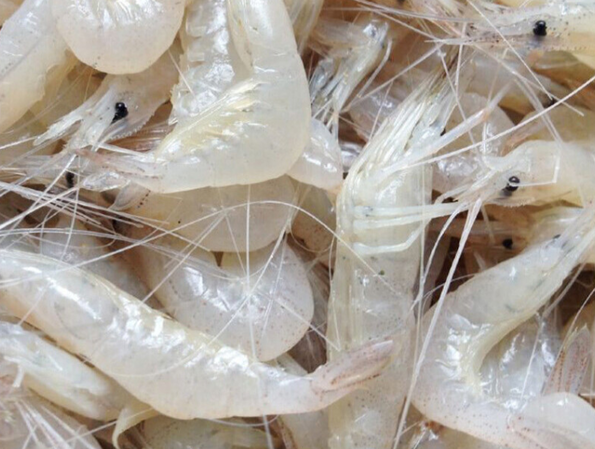 米虾的养殖条件-发财农业网 养米虾需要什么条件和技术